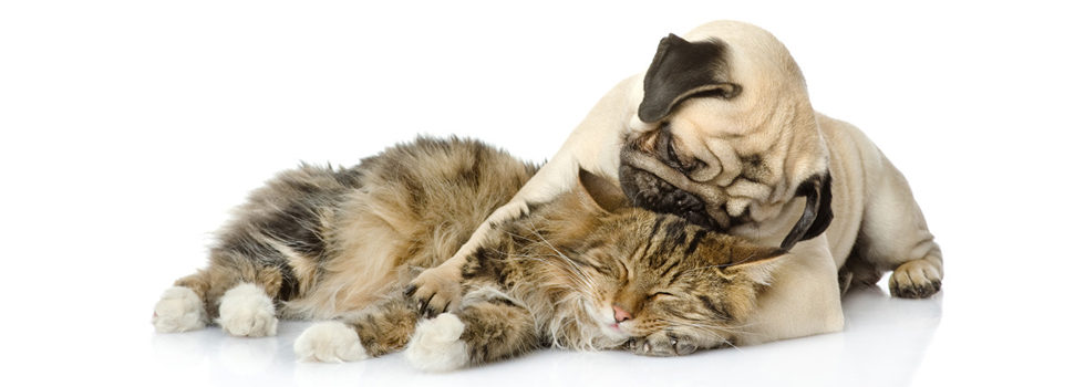 Tierklinik Krafzel » Der letzte Weg