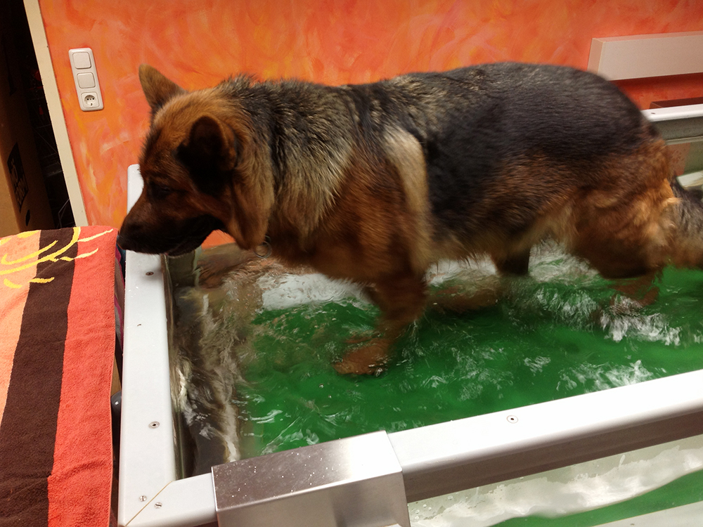 Tierklinik Krafzel » Physiotherapie