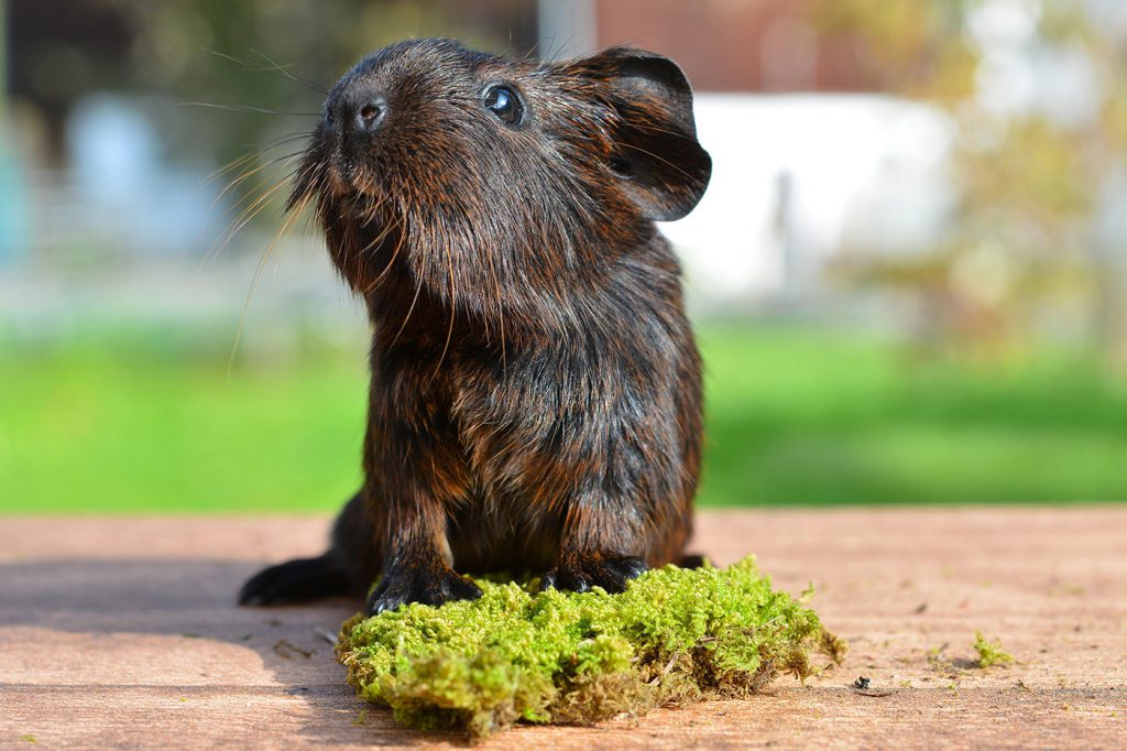 meerschweinchen